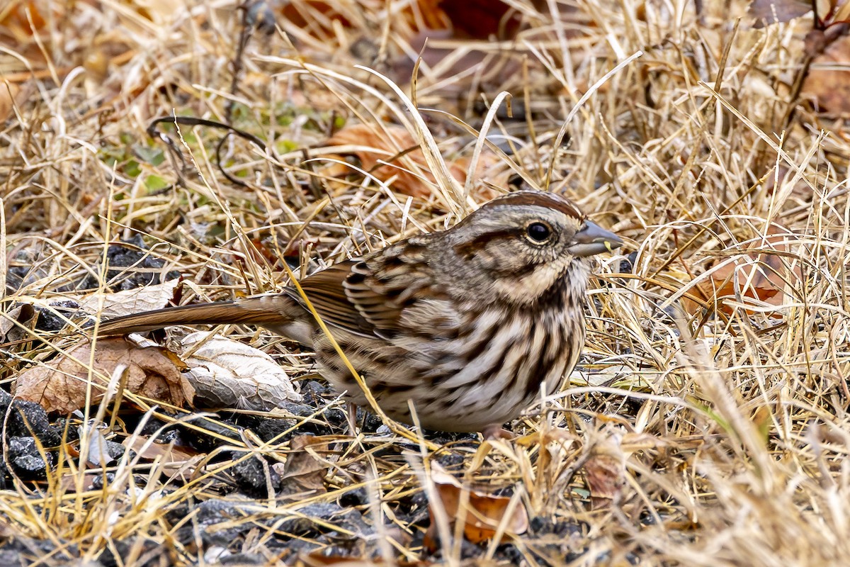 Song Sparrow - ML645861040