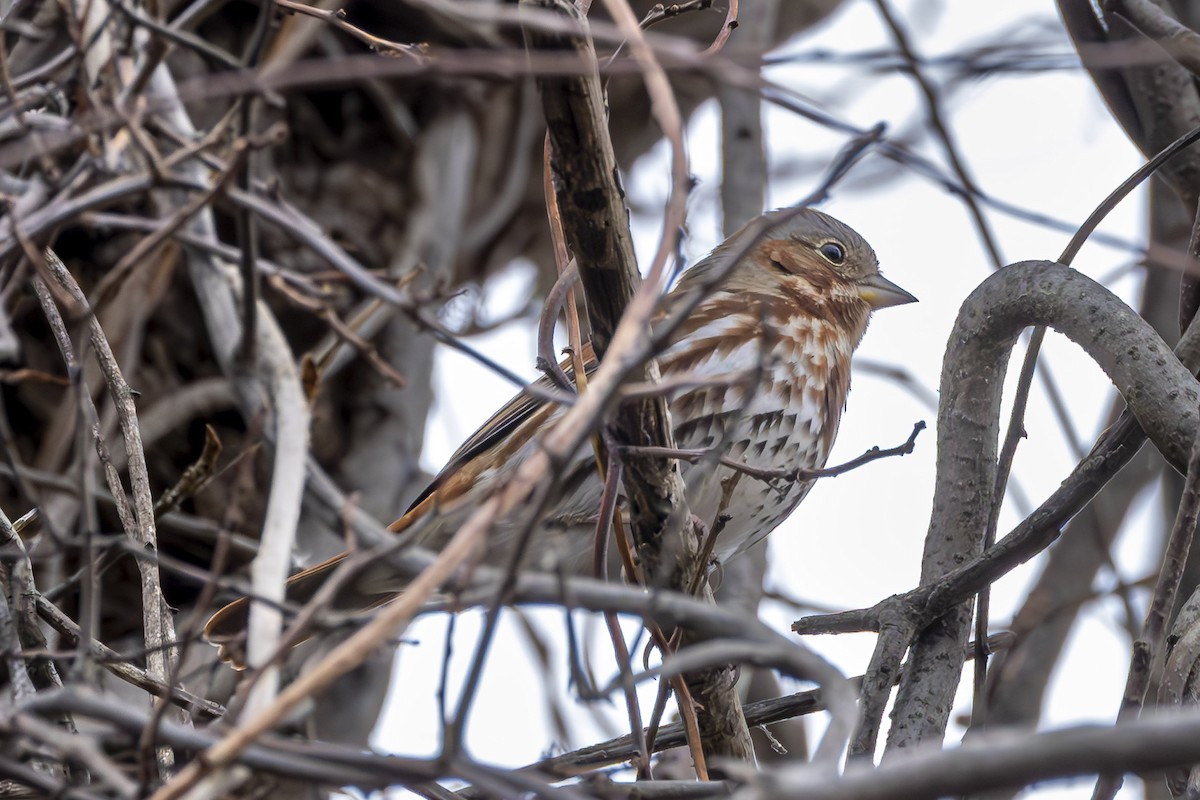 strnadec kaštanový - ML645861044