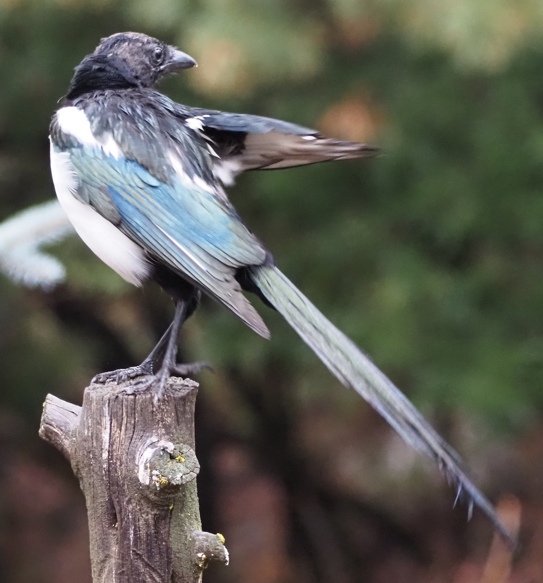 straka americká - ML645861046