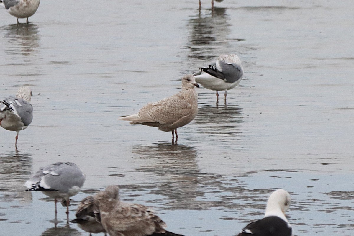 Iceland Gull - ML645861053