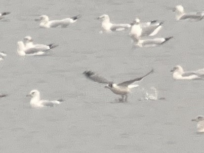 Franklin's Gull - ML645861055