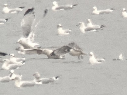 Franklin's Gull - ML645861056