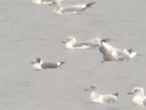 Franklin's Gull - ML645861057
