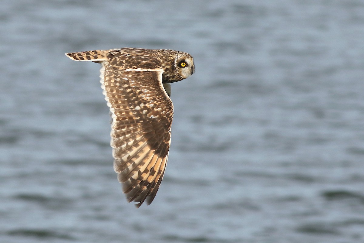 kalous pustovka - ML645861058