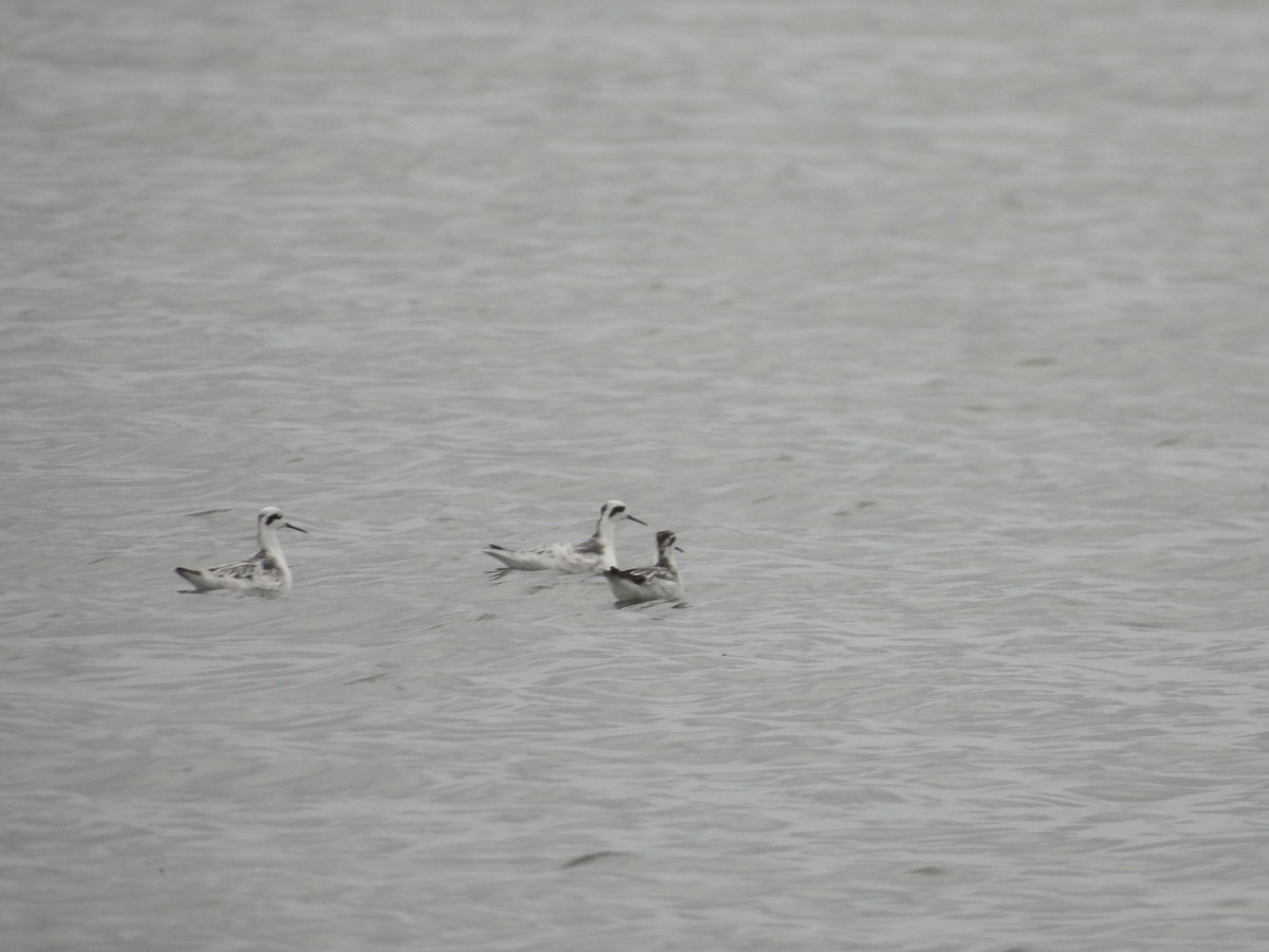 Red-necked Phalarope - ML645861062