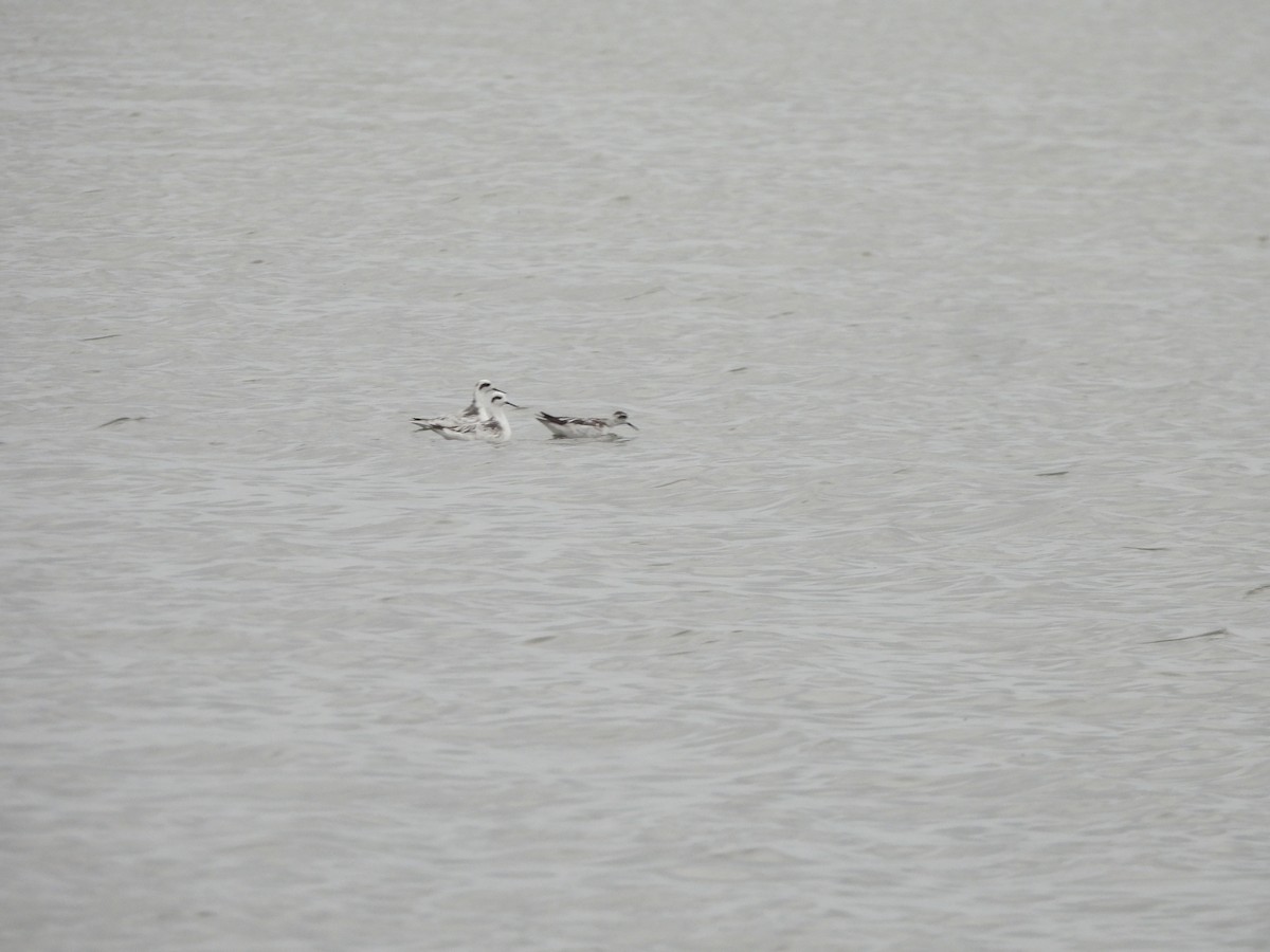 Red-necked Phalarope - ML645861063