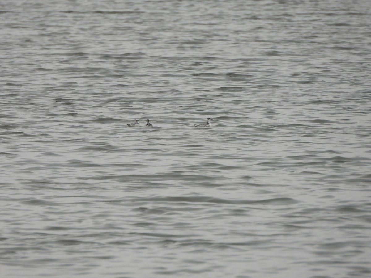 Red-necked Phalarope - ML645861064