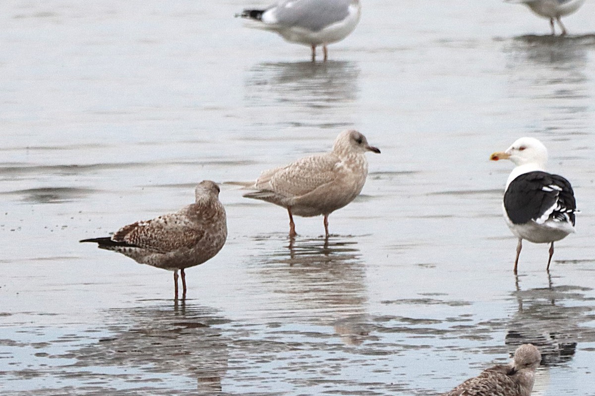 Iceland Gull - ML645861065