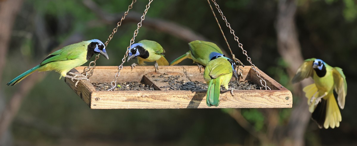 Перуанская сойка [группа luxuosus] - ML645861070