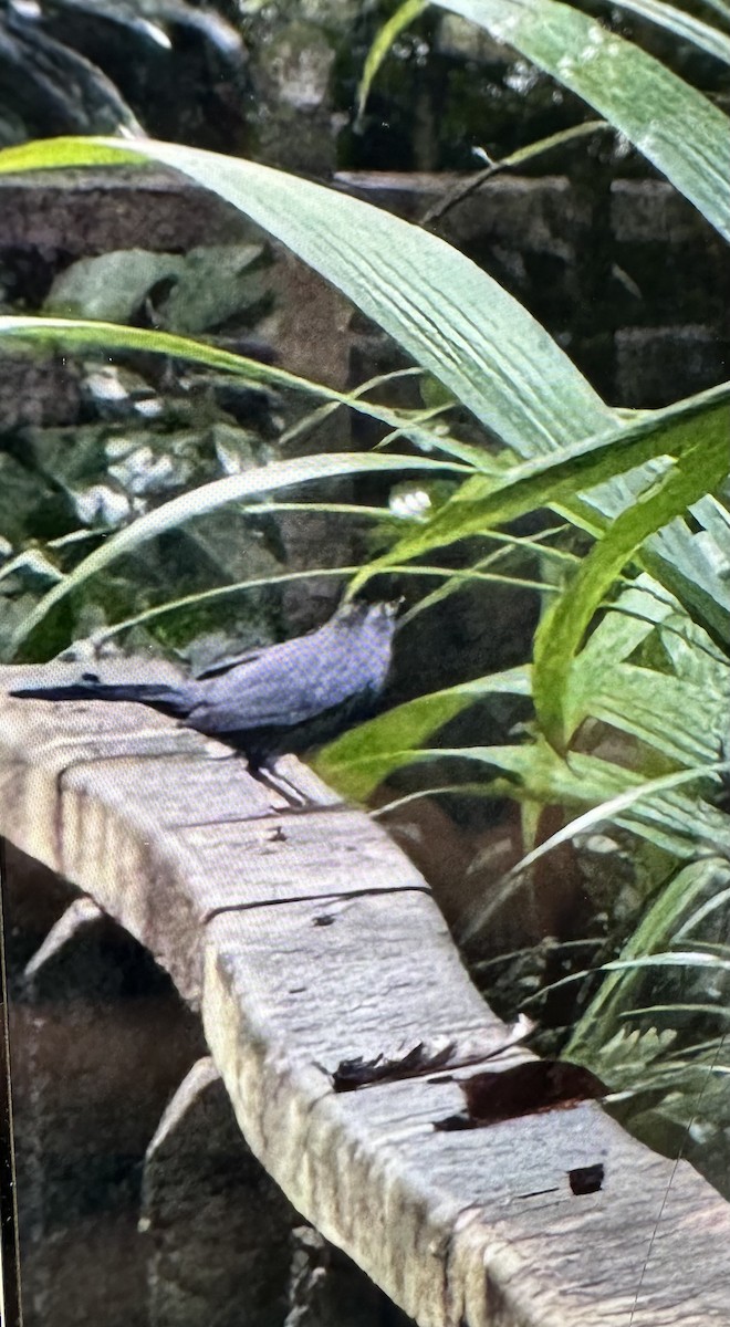 Gray Catbird - ML645861071