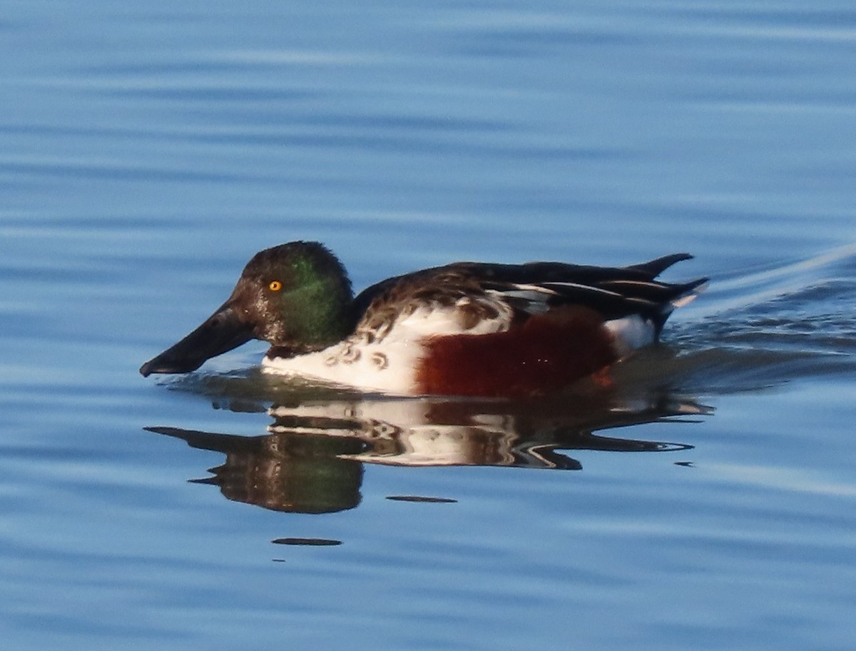 Northern Shoveler - ML645861072
