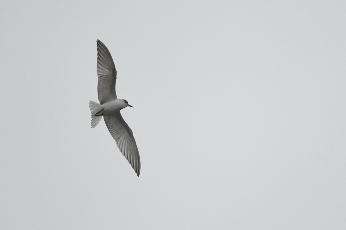 Whiskered Tern - ML645861073