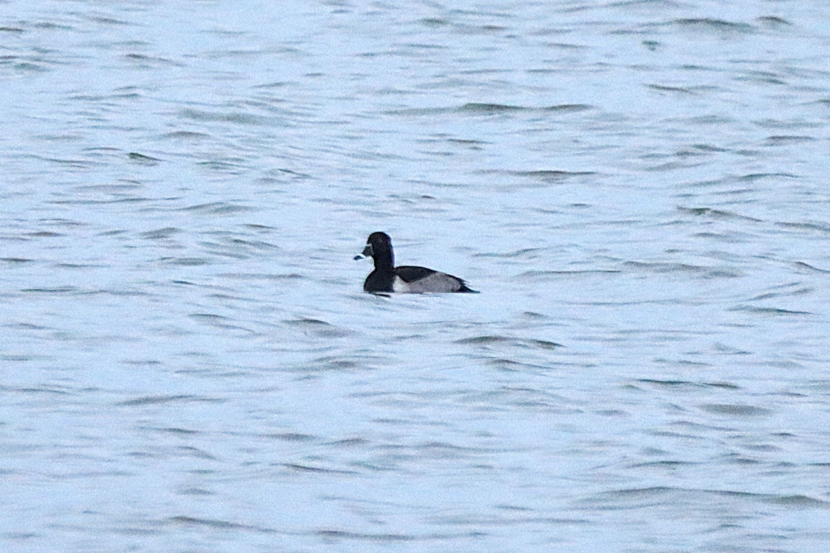 Ring-necked Duck - ML645861076