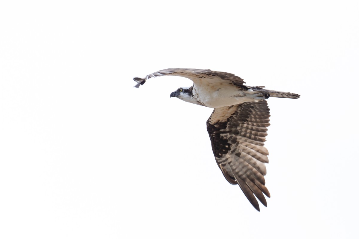 Osprey - ML645861087