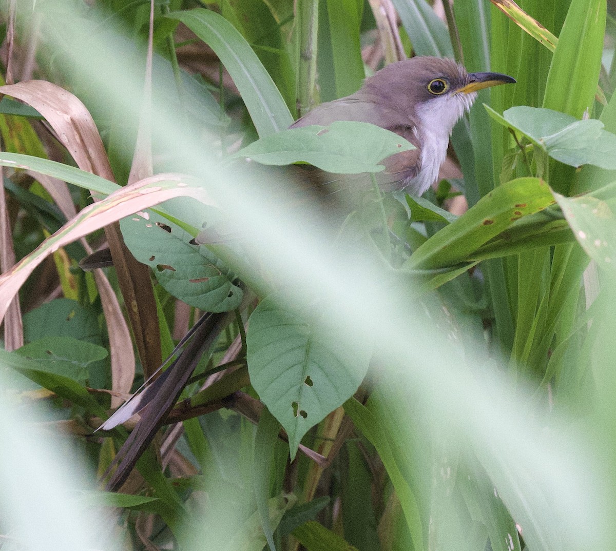 Yellow-billed Cuckoo - ML645861096