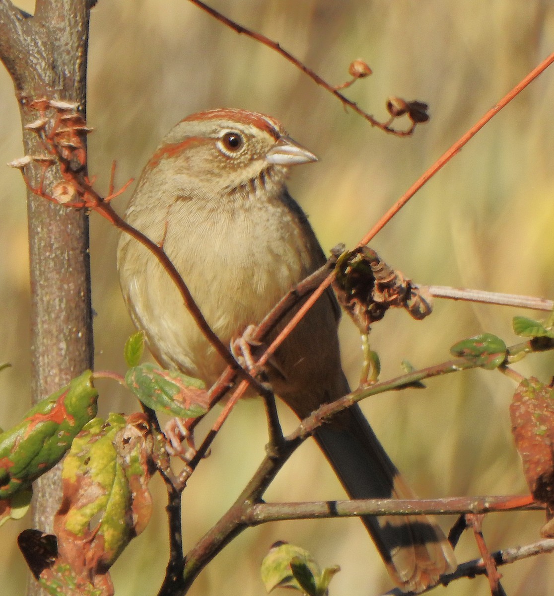 Rufous-crowned Sparrow - ML645861102
