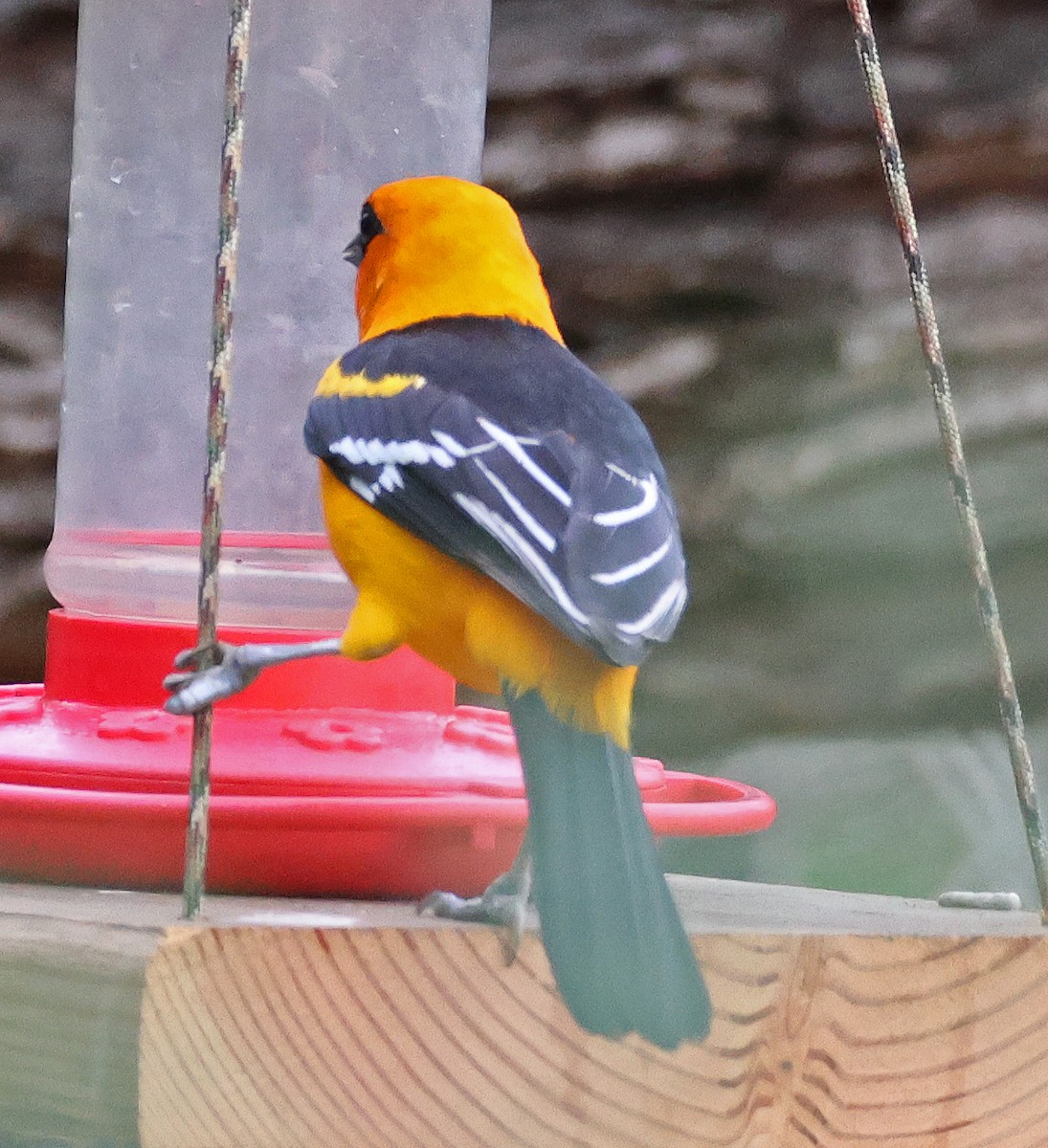 Altamira Oriole - ML645861110