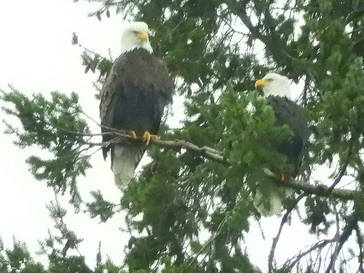 ハクトウワシ - ML645861122