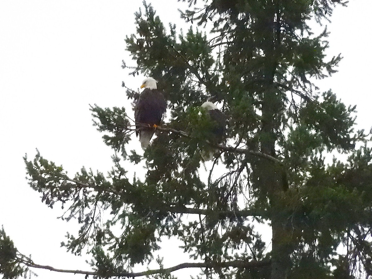 ハクトウワシ - ML645861123