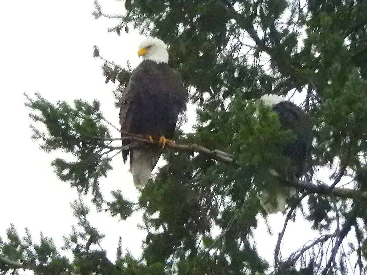 ハクトウワシ - ML645861124