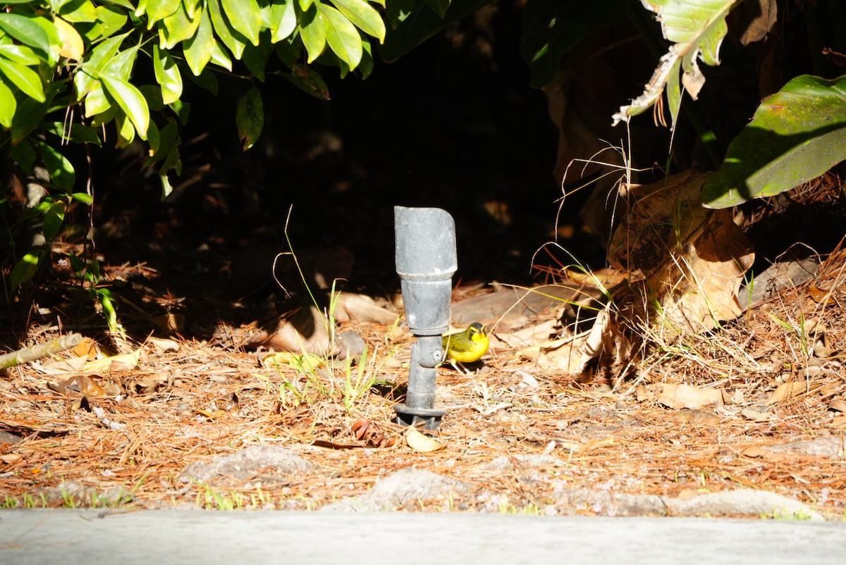 Reinita de Kentucky - ML645861134