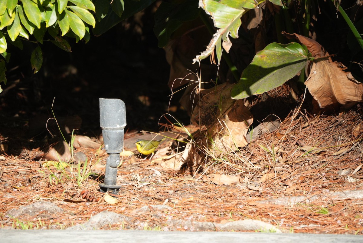 Reinita de Kentucky - ML645861135