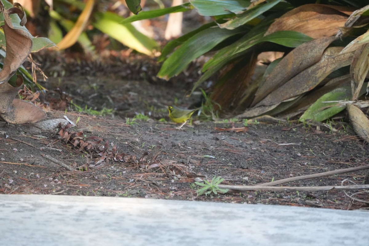 Reinita de Kentucky - ML645861136