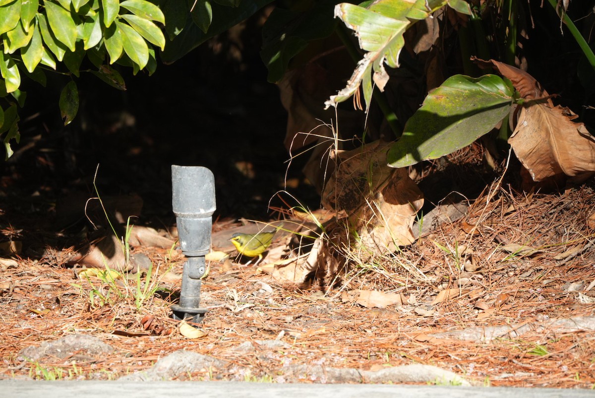 Reinita de Kentucky - ML645861137