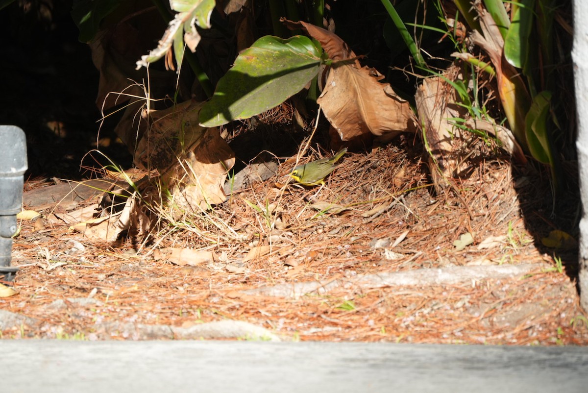 Reinita de Kentucky - ML645861138