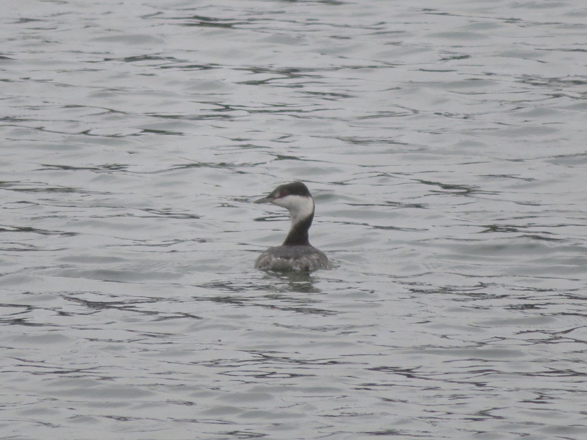 Horned Grebe - ML645861152