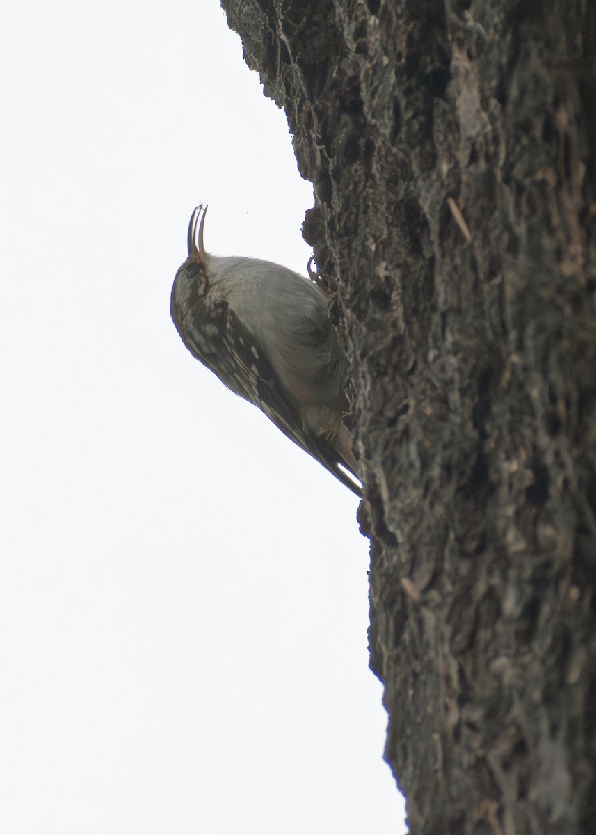 Brown Creeper - ML645861153