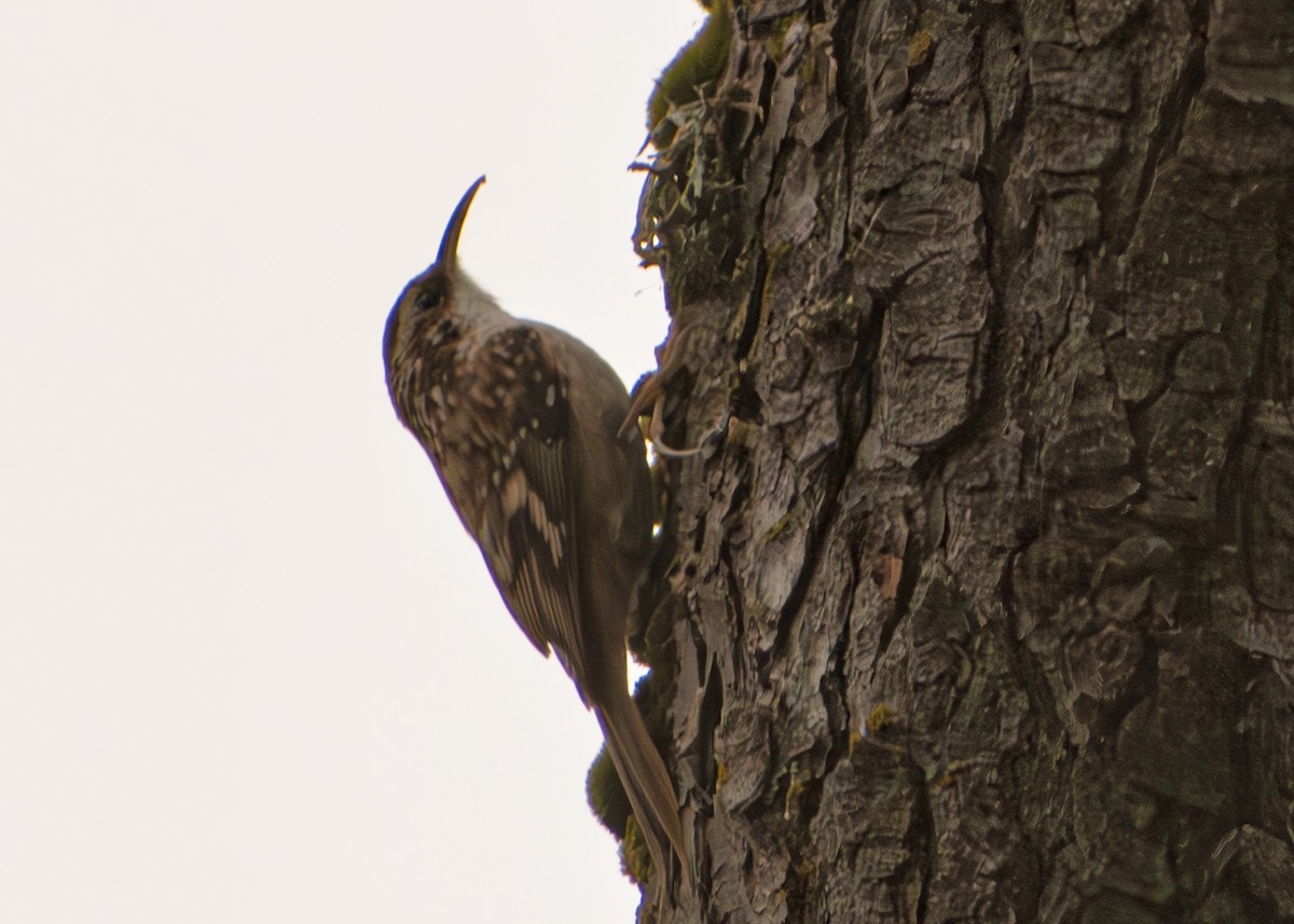 Brown Creeper - ML645861154