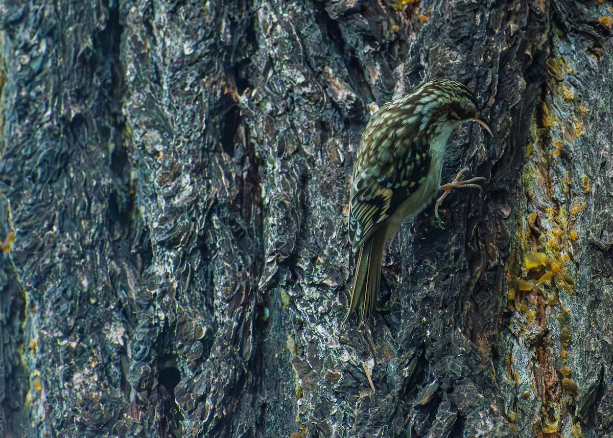 Brown Creeper - ML645861155