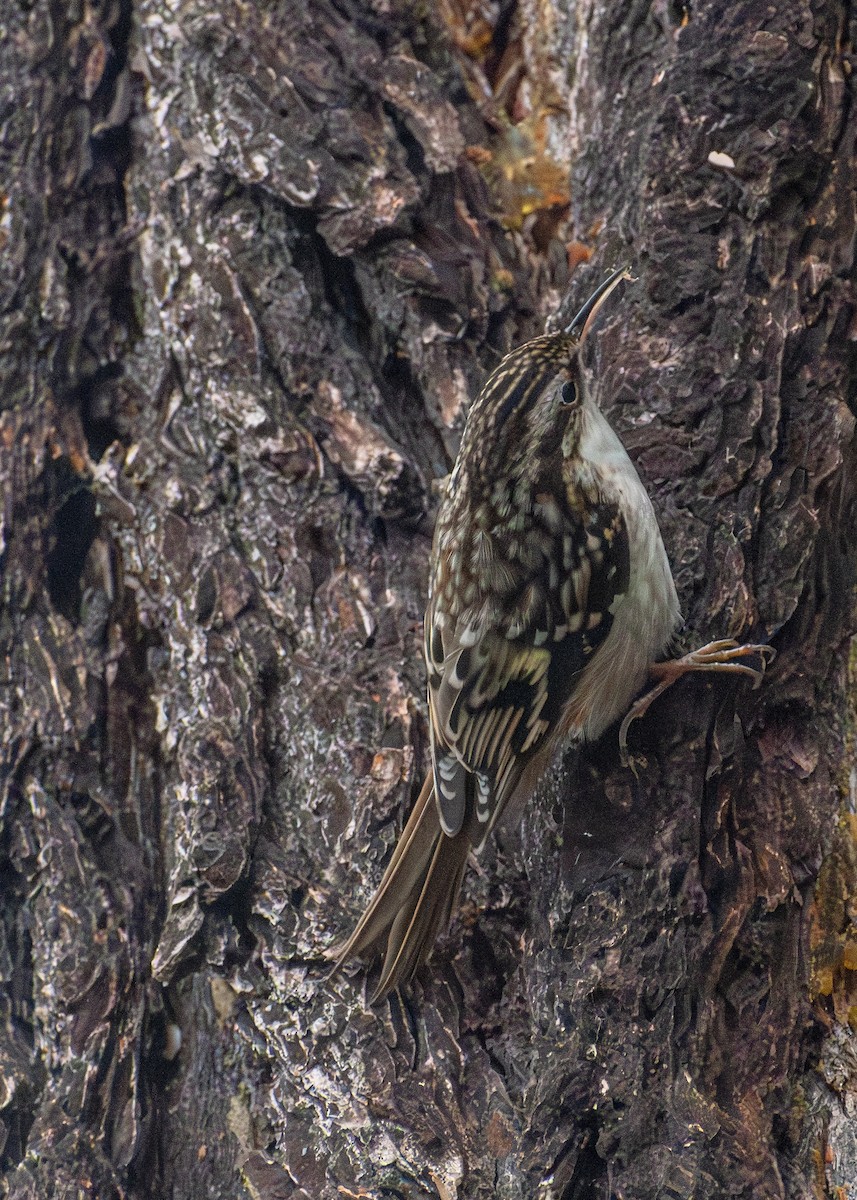 Brown Creeper - ML645861156