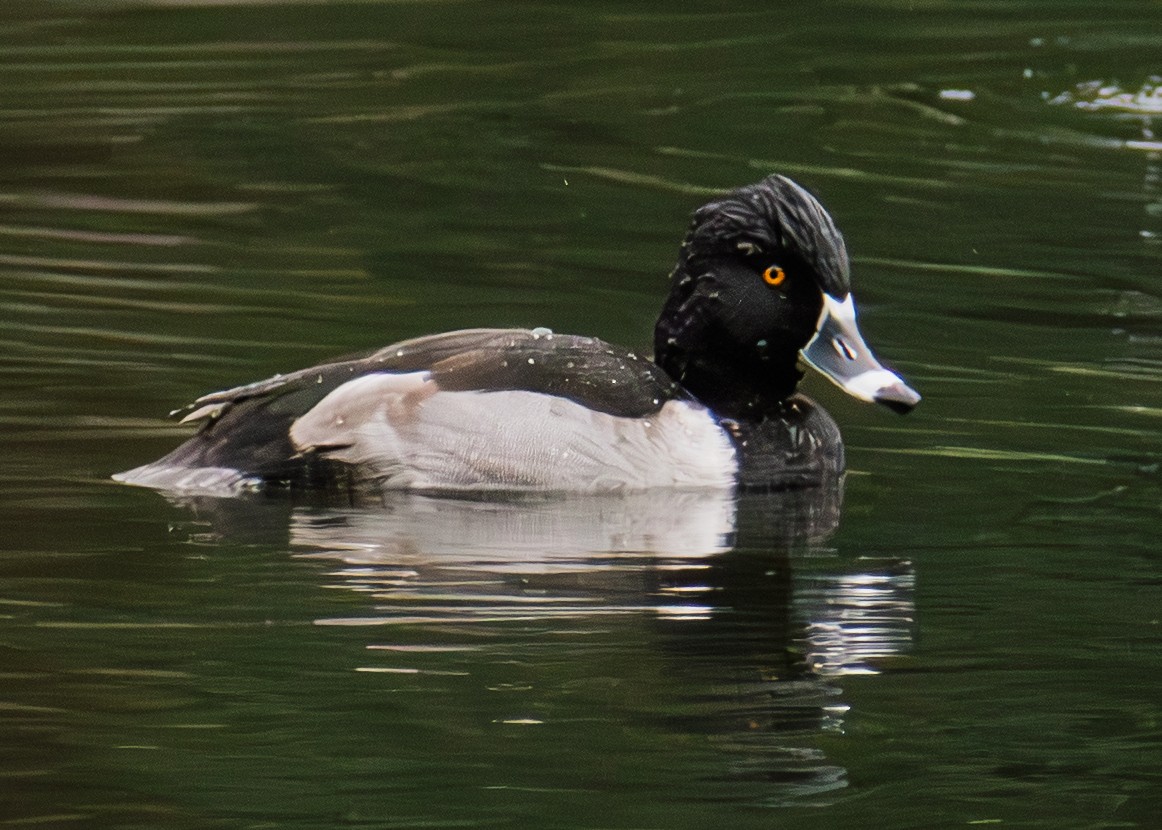 Ring-necked Duck - ML645861165