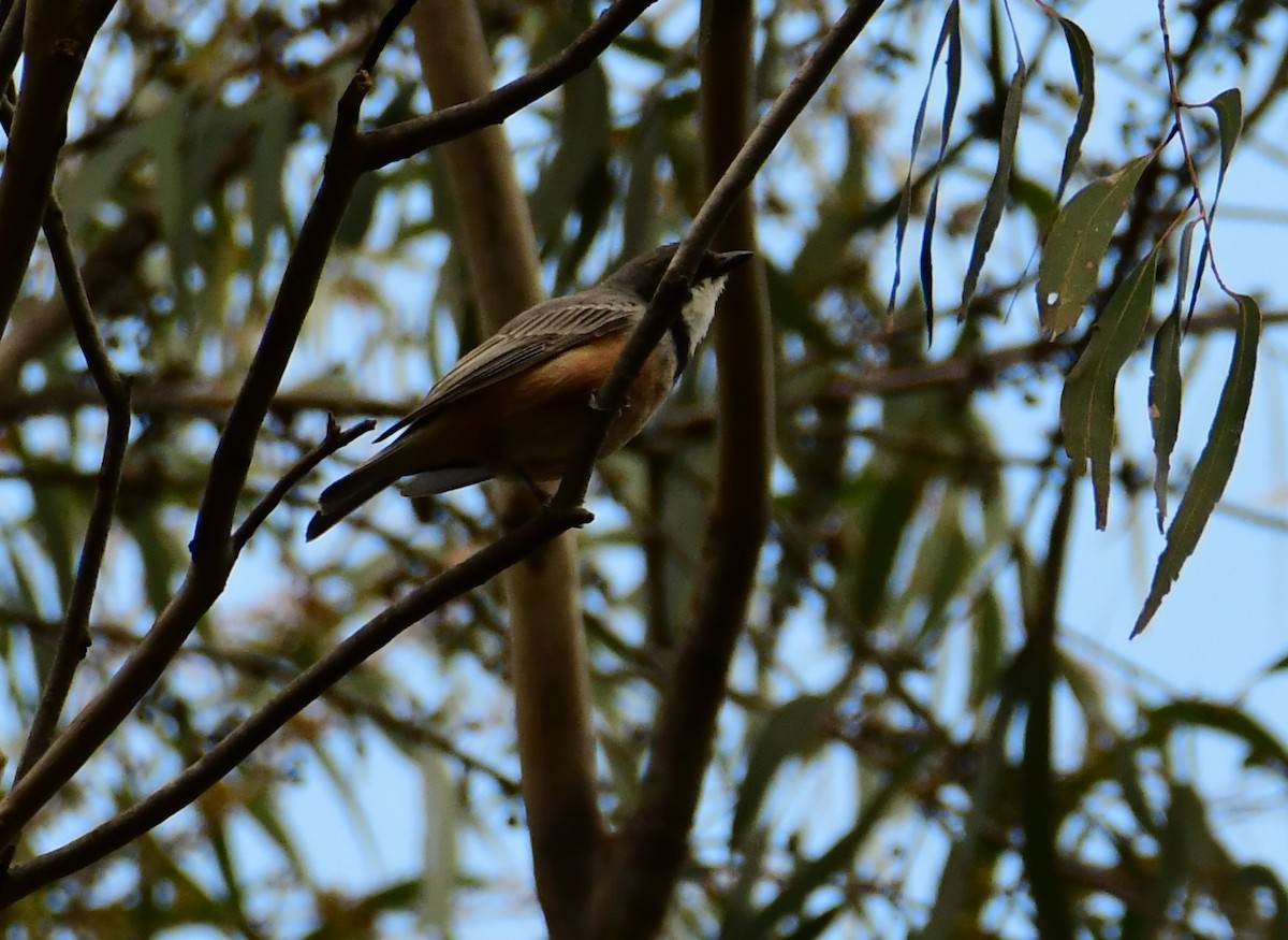 Rufous Whistler - ML645861166