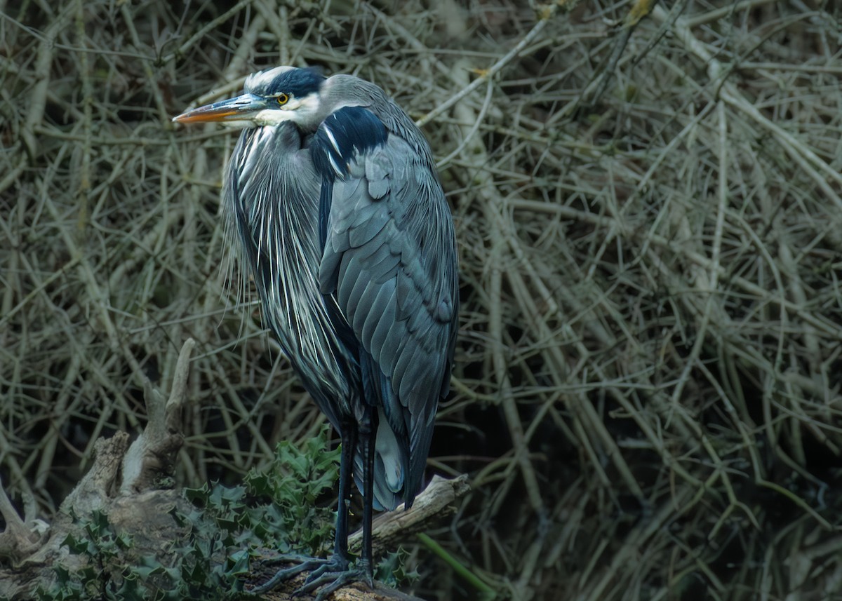 Great Blue Heron - ML645861167