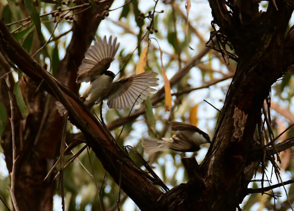 White-naped Honeyeater - ML645861168