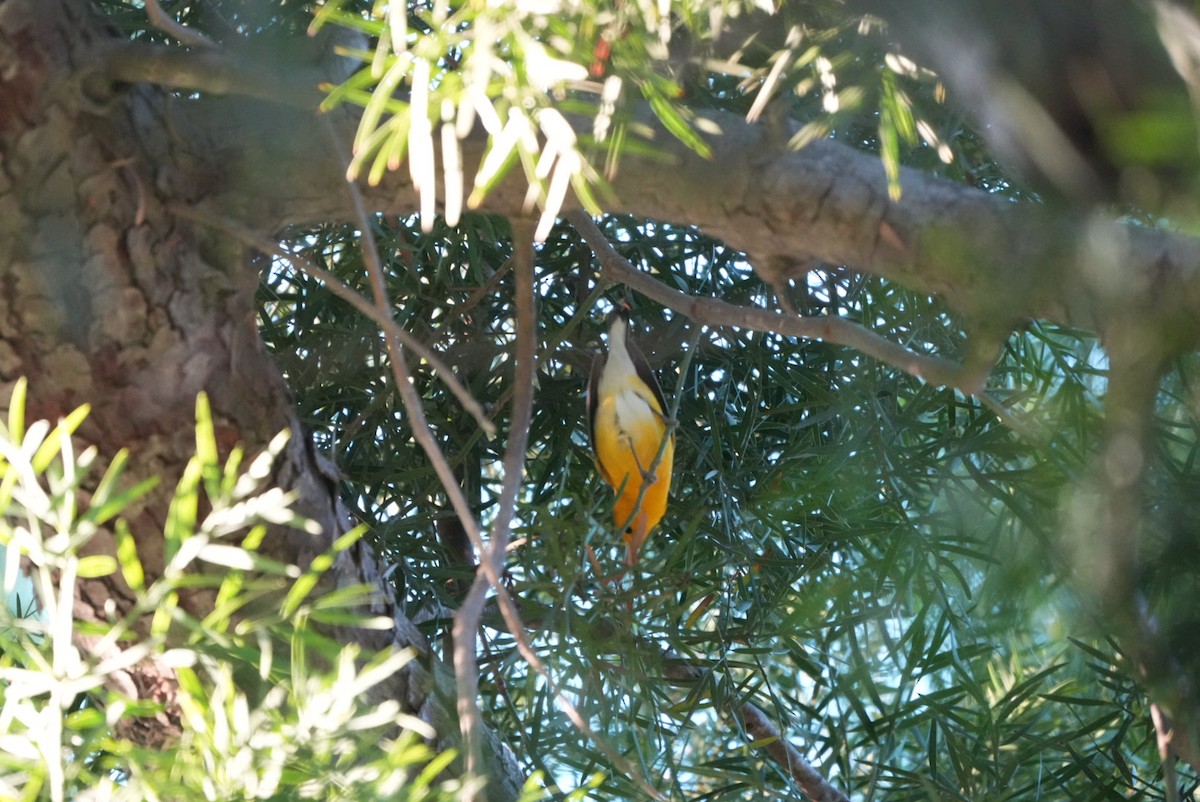 Prothonotary Warbler - ML645861169