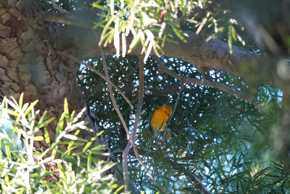 Prothonotary Warbler - ML645861170