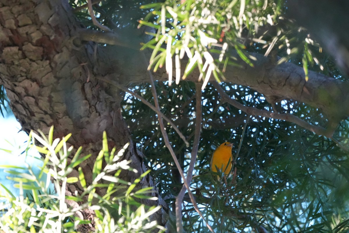 Prothonotary Warbler - ML645861171