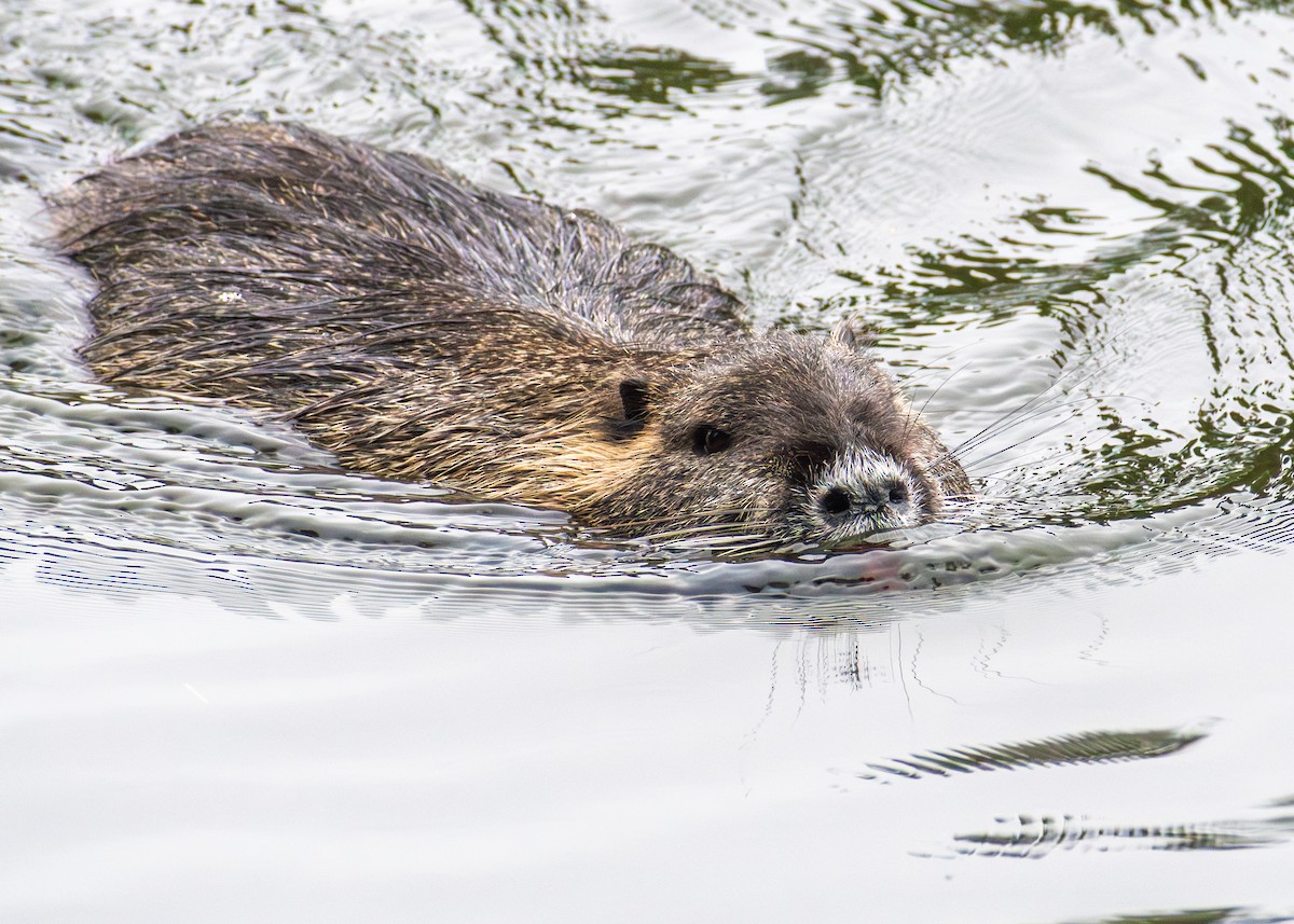 Animals - ML645861172