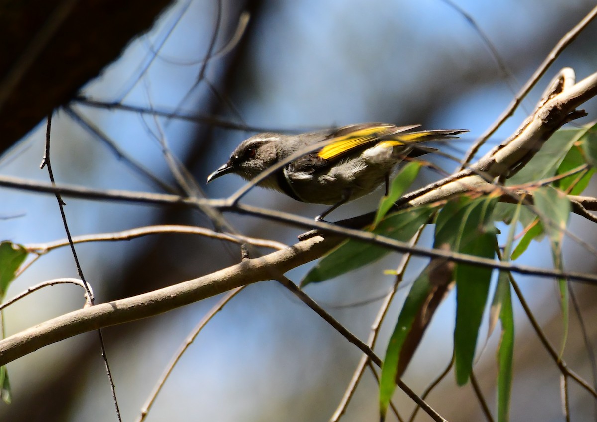 Crescent Honeyeater - ML645861175