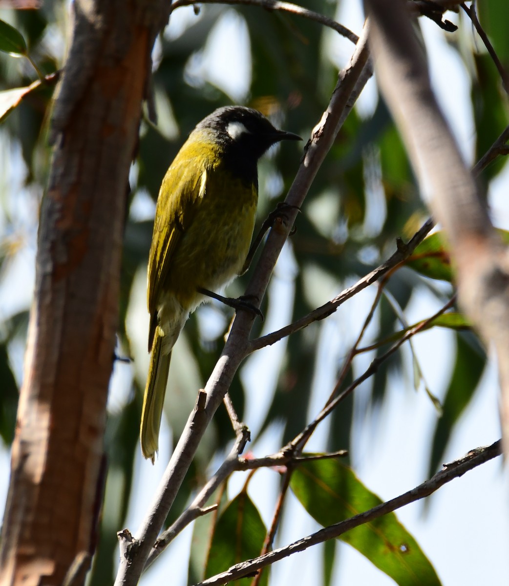 White-eared Honeyeater - ML645861176
