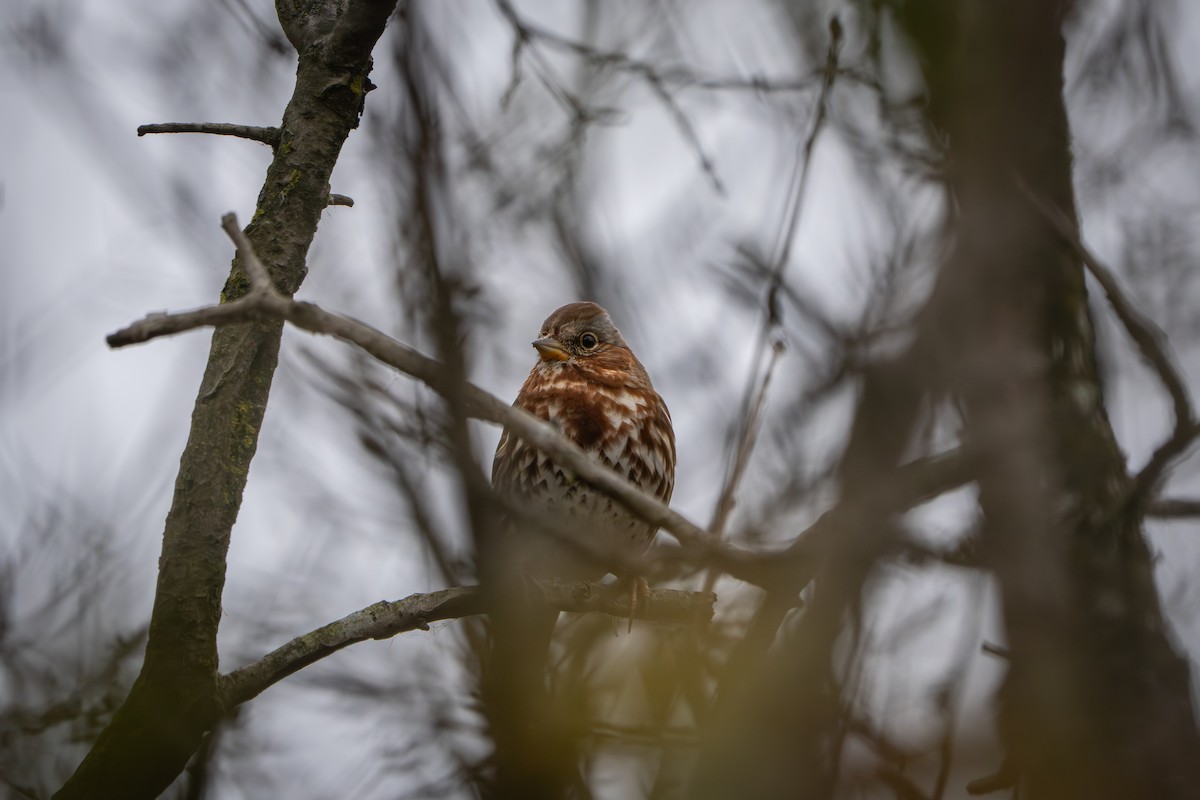 Пестрогрудая овсянка - ML645861178