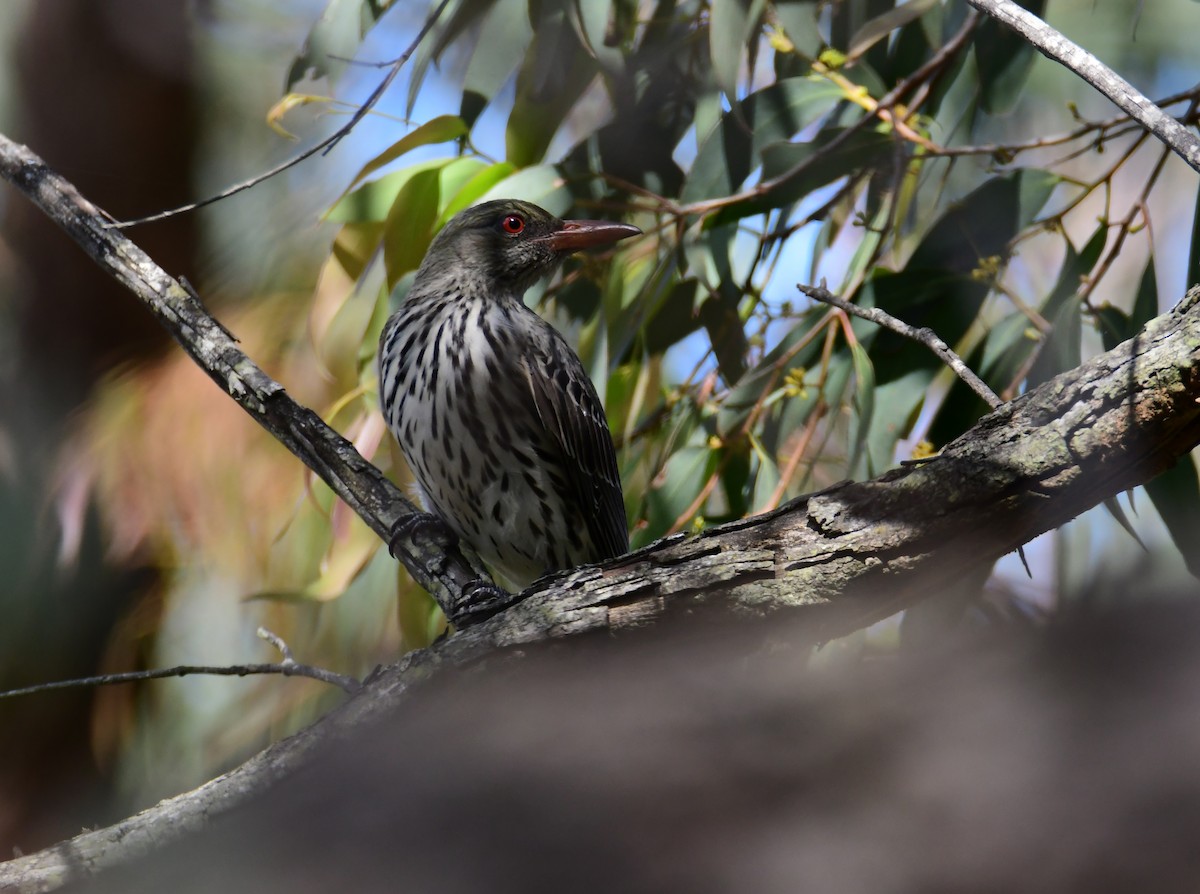 Пёстрая иволга - ML645861181