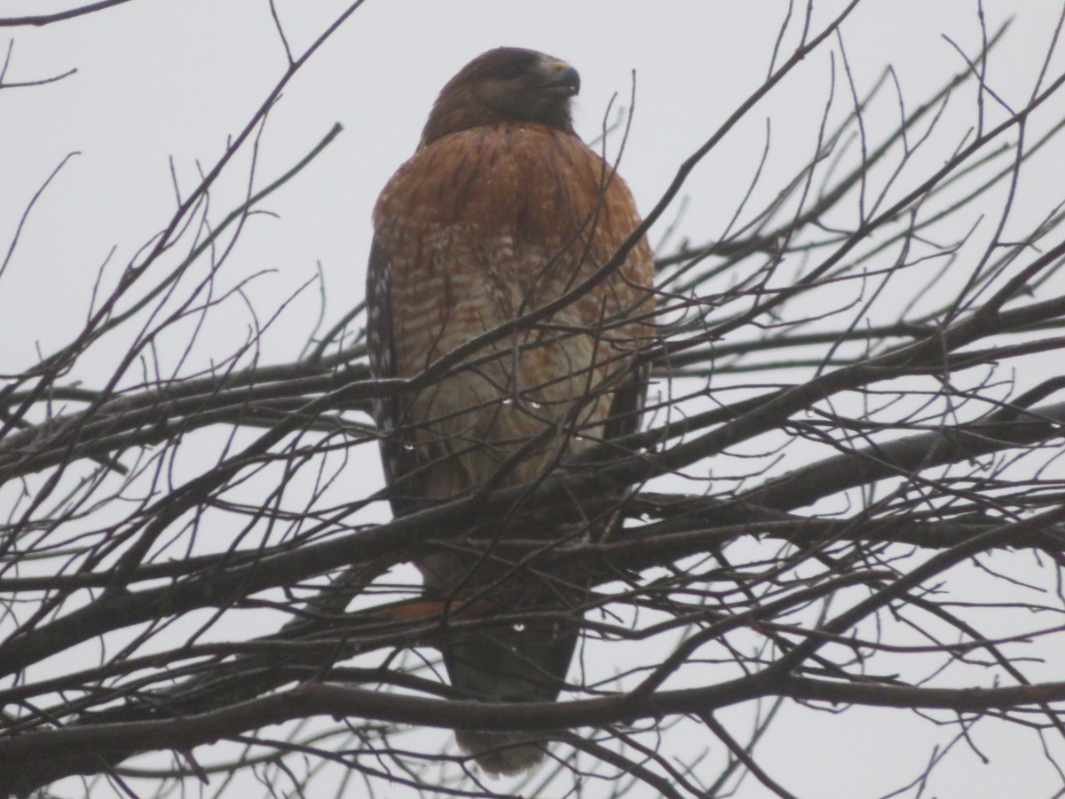 Красноплечий канюк - ML645861183