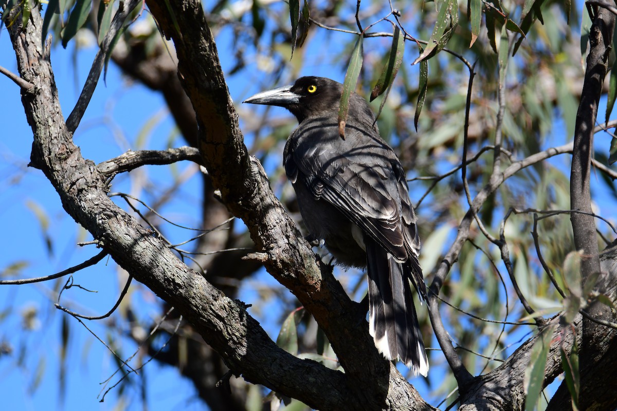 Изменчивый куравонг - ML645861184