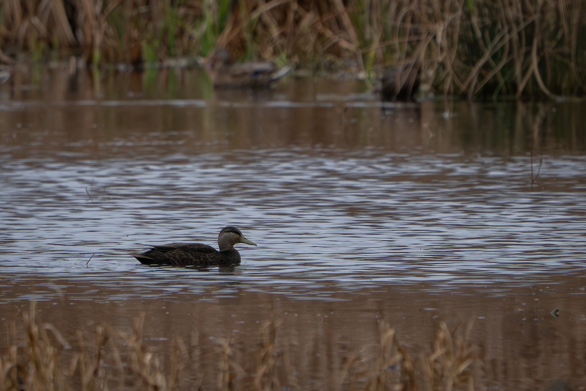 Американская кряква - ML645861187