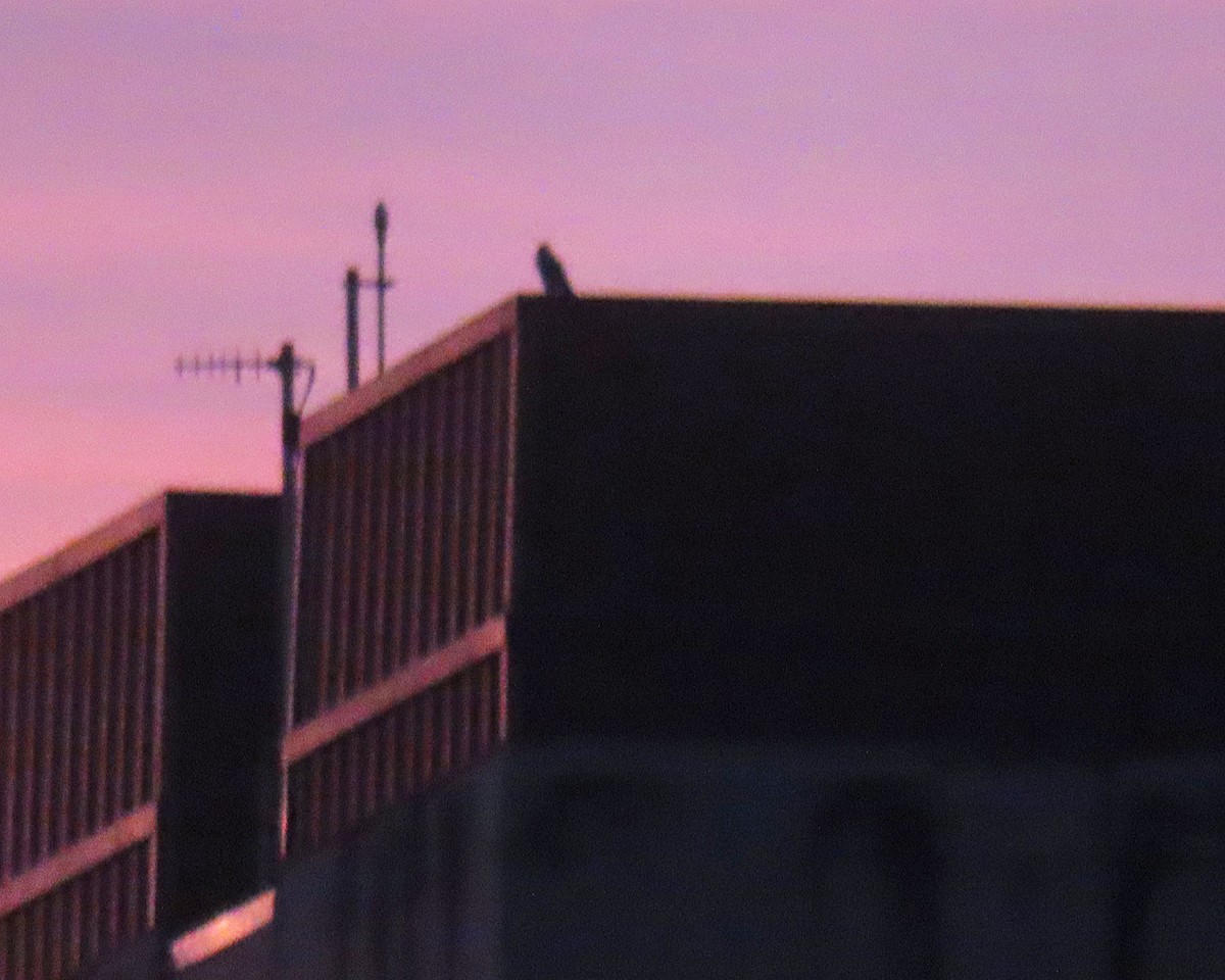 Сапсан - ML645861196